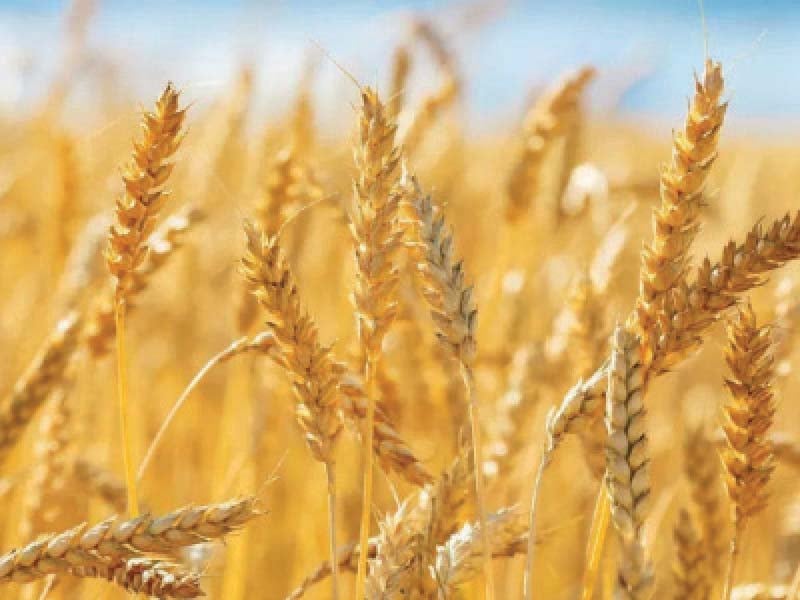 Wheat Crises